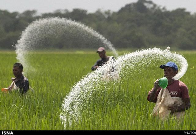اگر قیمت خریدهای تضمینی افزایش یابد، نگران هزینه کود نخواهیم اگر قیمت خریدهای تضمینی افزایش یابد، نگران هزینه کود نخواهیم بود