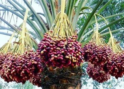 آشنایی با خواص شگفت انگیز خارک