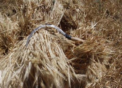 80 هزار هکتار از گندمزارهای دیم خوزستان به علت خشکسالی از بین رفت